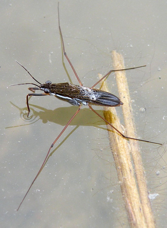 Gerris sp